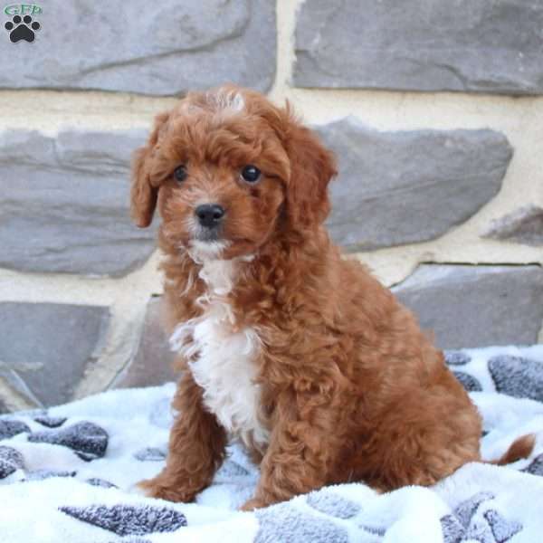 Lilly, Cavapoo Puppy