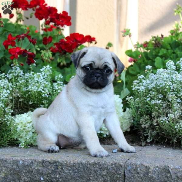 Lilly, Pug Puppy