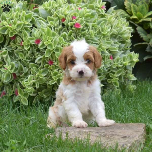 Lilo, Cavapoo Puppy