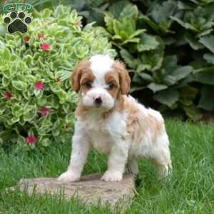 Lilo, Cavapoo Puppy