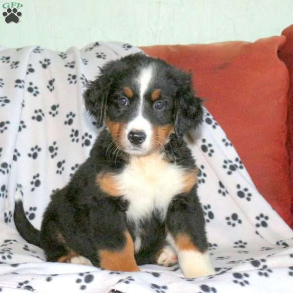 Lily, Bernese Mountain Dog Puppy