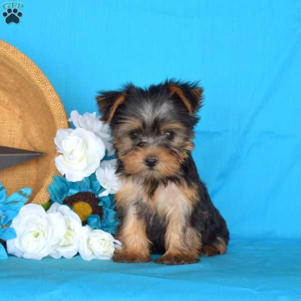 Lily, Yorkie Puppy