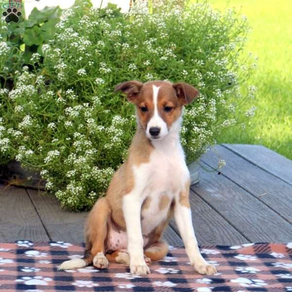 Lily, Border Collie Mix Puppy