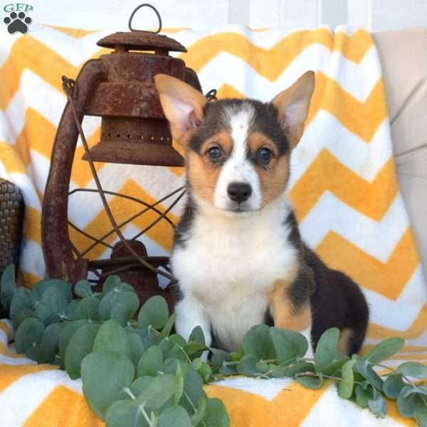 Lily, Pembroke Welsh Corgi Puppy