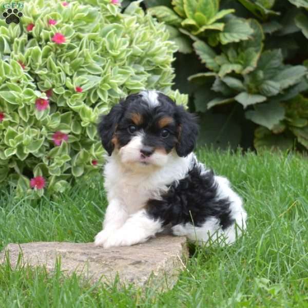 Lily, Cavapoo Puppy