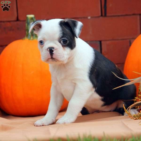 Lily, Boston Terrier Puppy