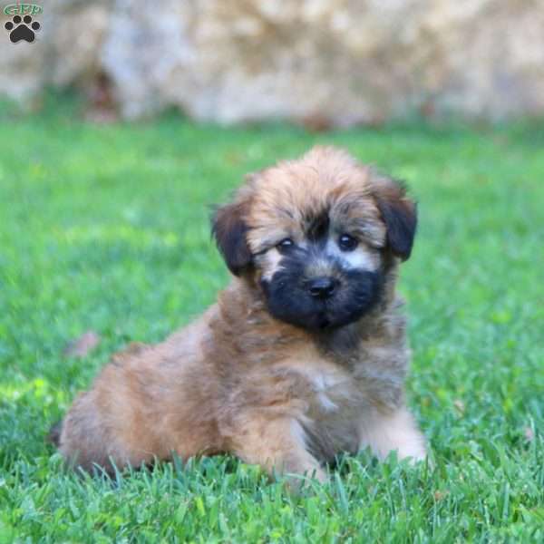 Lily, Soft Coated Wheaten Terrier Puppy