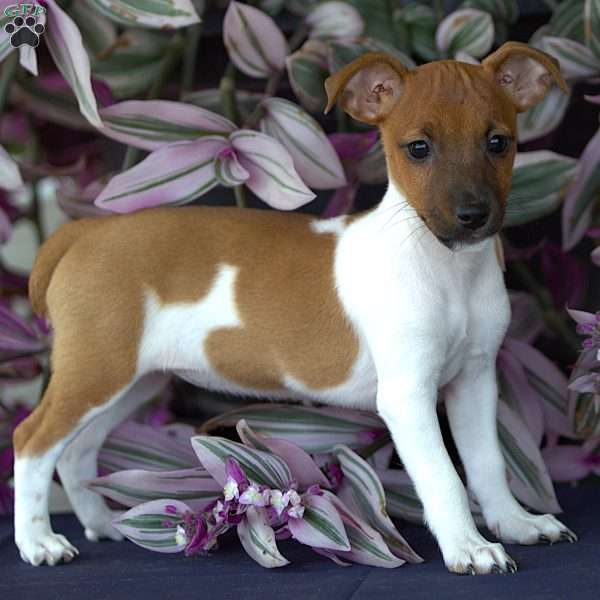 Lily, Jack Russell Terrier Puppy