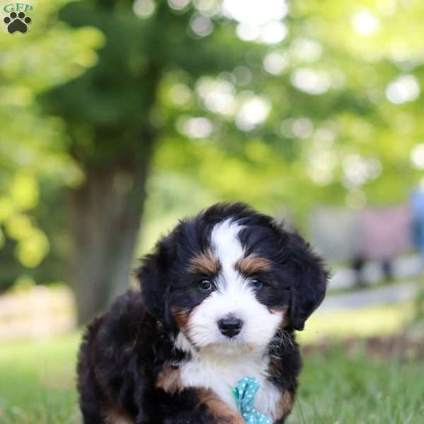 Lincoln, Bernedoodle Puppy