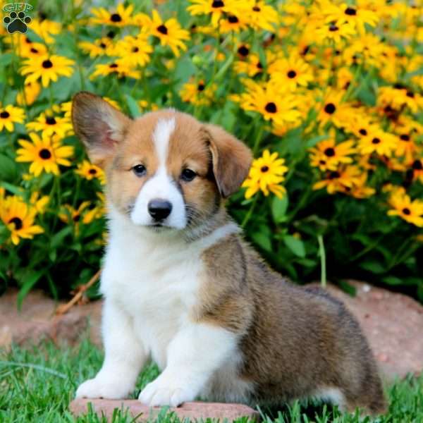 Lincoln, Pembroke Welsh Corgi Puppy