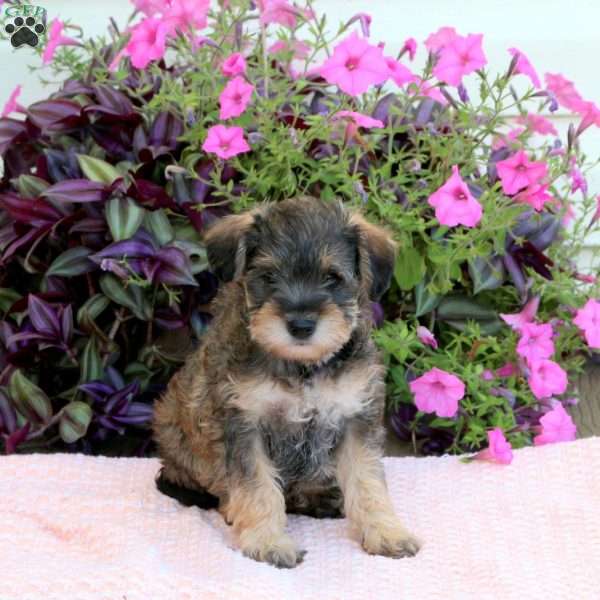 Lindor, Mini Schnoodle Puppy