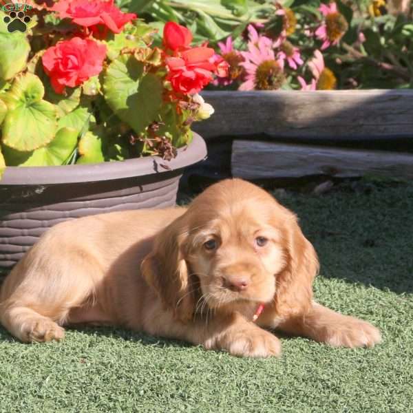 Lindsey, Cocker Spaniel Puppy