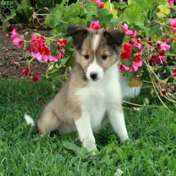 Lindy, Sheltie Puppy