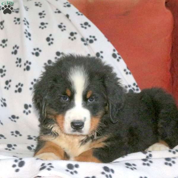 Link, Bernese Mountain Dog Puppy