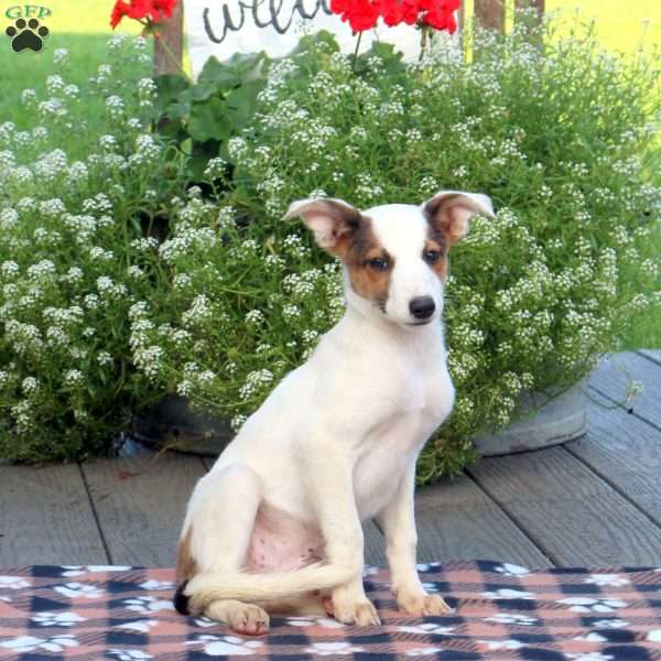 Link, Border Collie Mix Puppy