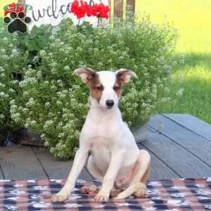 Link, Border Collie Mix Puppy