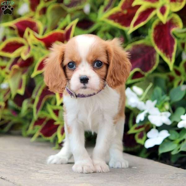 Lisa, Cavalier King Charles Spaniel Puppy