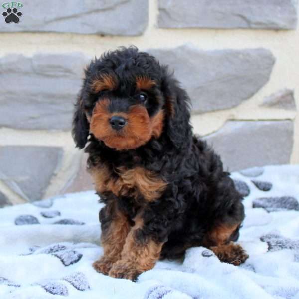 Logan, Cavapoo Puppy