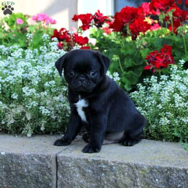 Logan, Pug Puppy