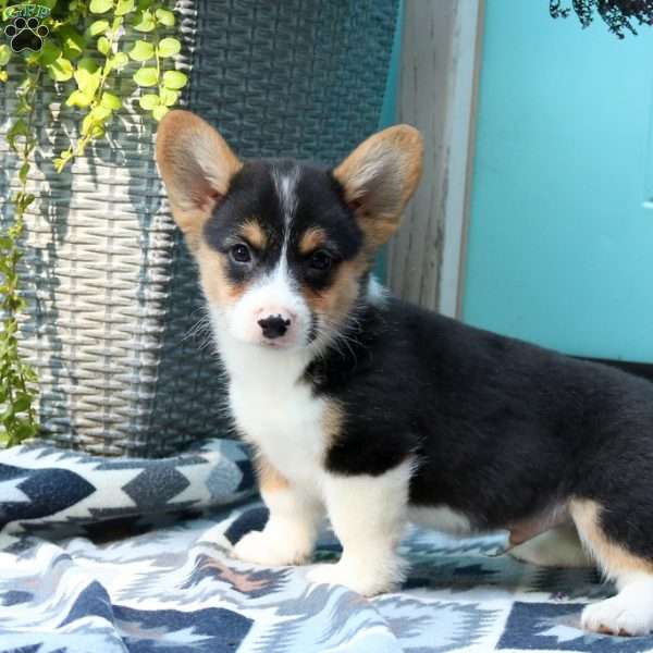 Logan, Pembroke Welsh Corgi Puppy