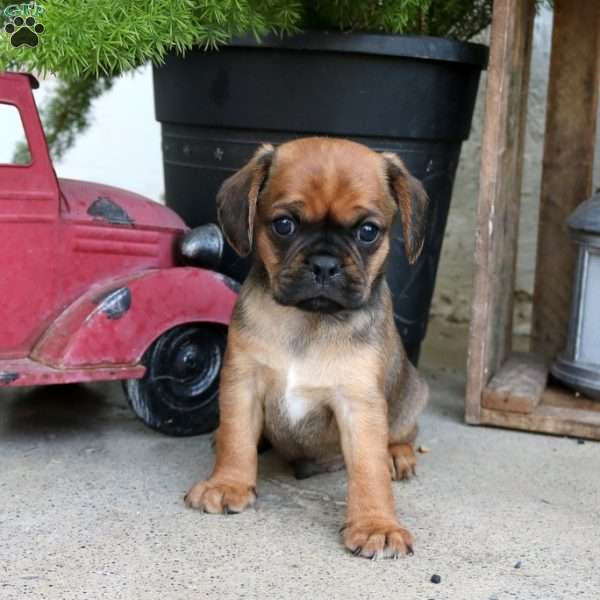 Logan, Pug Mix Puppy