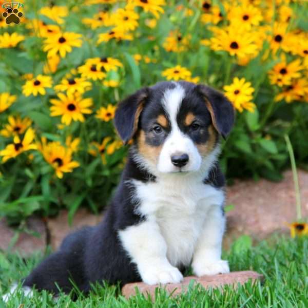 Logan, Pembroke Welsh Corgi Puppy