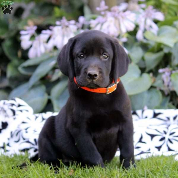 Lola, Black Labrador Retriever Puppy