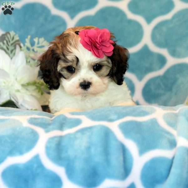 Lollipop, Cavalier King Charles Mix Puppy