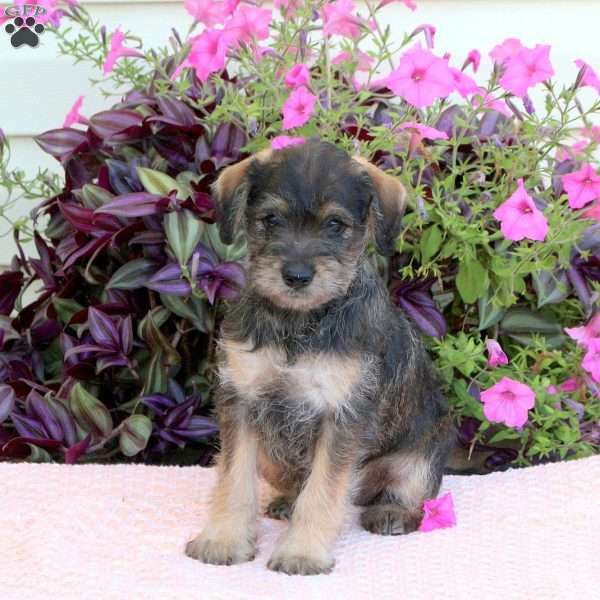 Lollipop, Mini Schnoodle Puppy