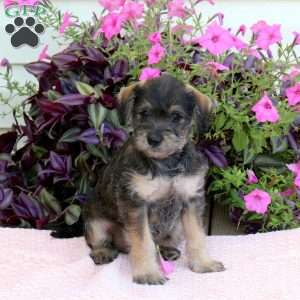 Lollipop, Mini Schnoodle Puppy