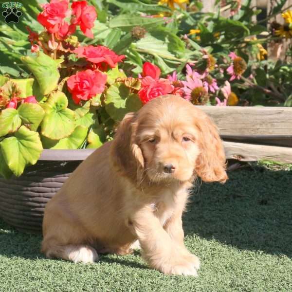 Lonnie, Cocker Spaniel Puppy