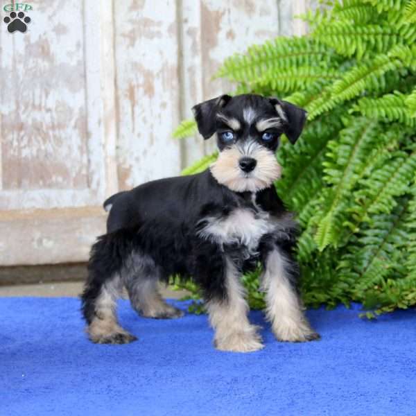 Lonnie, Miniature Schnauzer Puppy