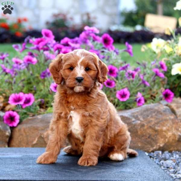 Lonnie, Cavapoo Puppy