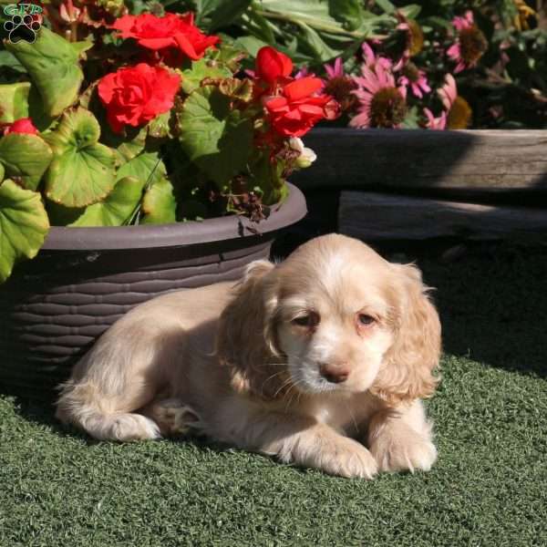 Lori, Cocker Spaniel Puppy