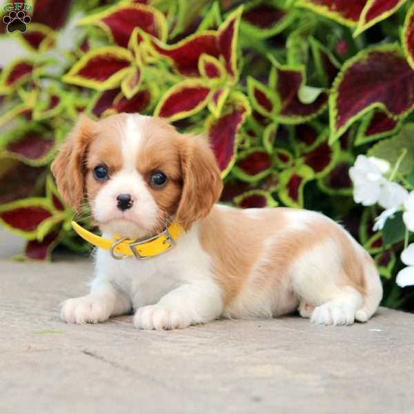 Lori, Cavalier King Charles Spaniel Puppy