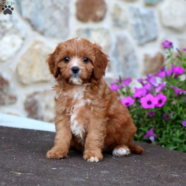 Lori, Cavapoo Puppy