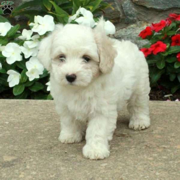 Lottie, Maltipoo Puppy