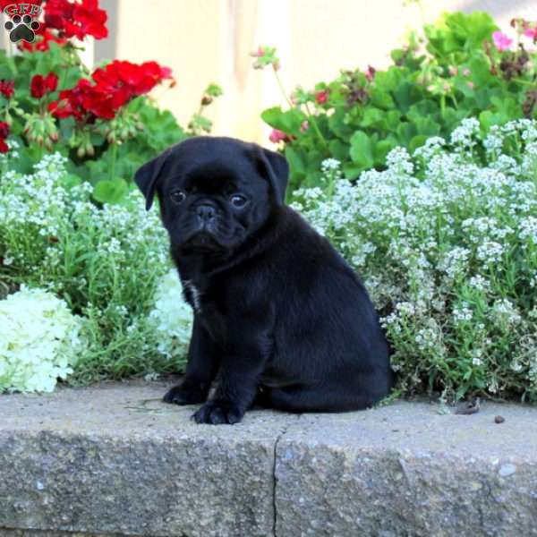 Lotty, Pug Puppy