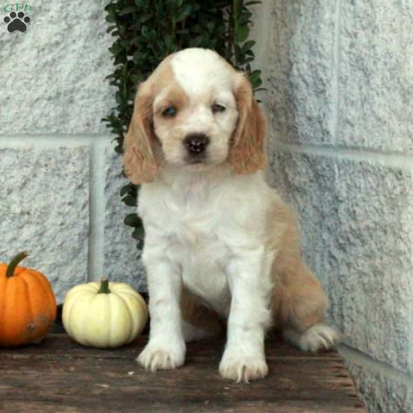 Louis, Cockapoo Puppy