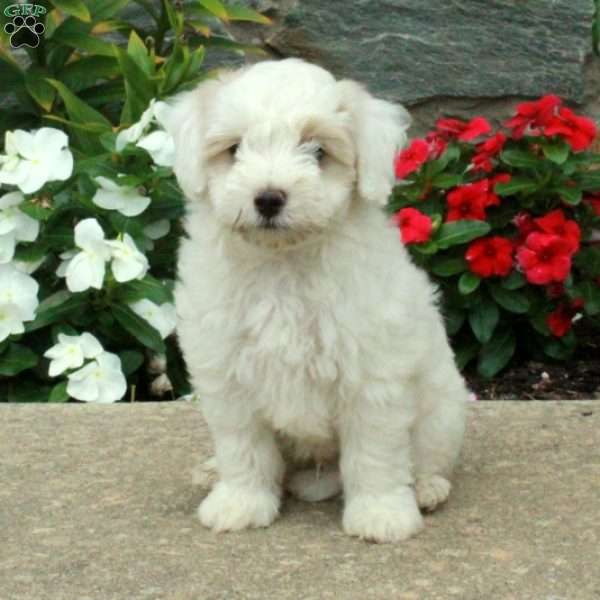 Louis, Maltipoo Puppy