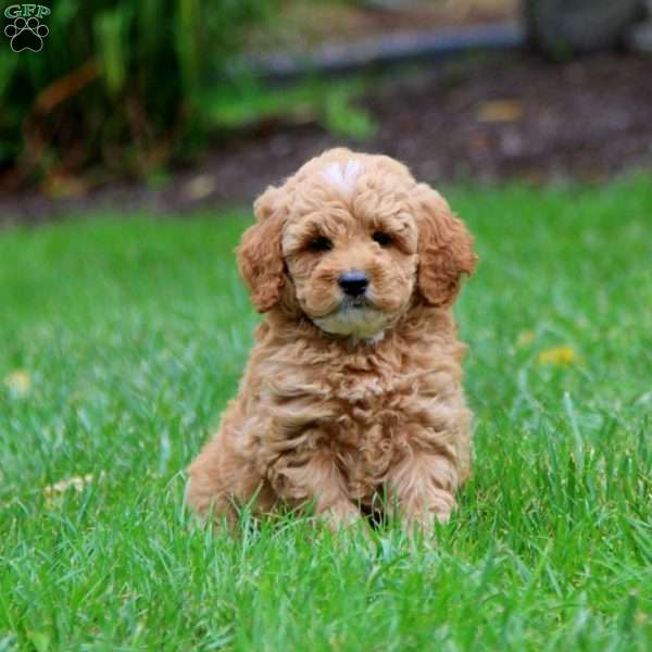 Loyal, Mini Goldendoodle Puppy