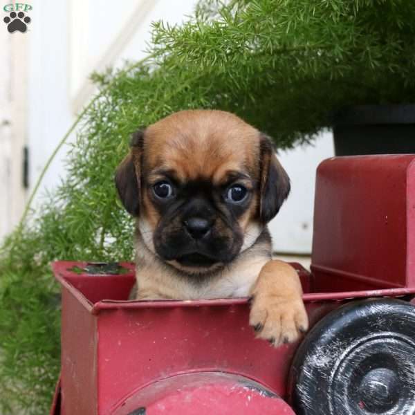 LuLu, Pug Mix Puppy