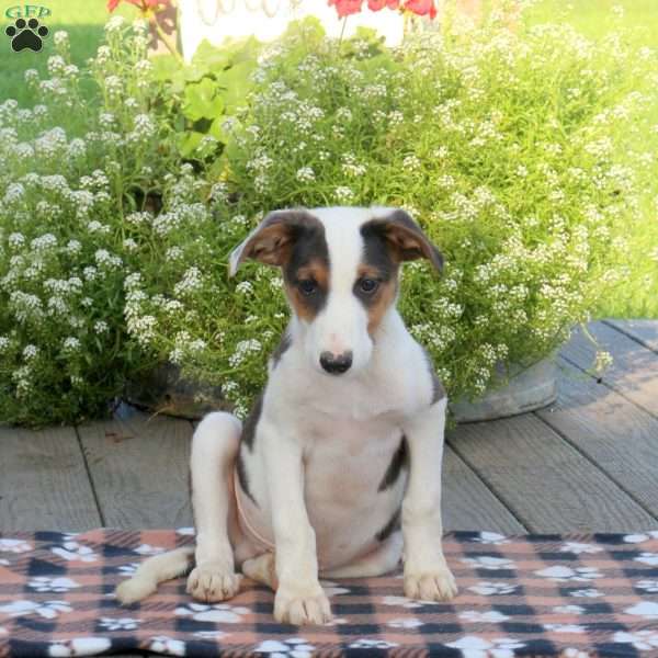 Luca, Border Collie Mix Puppy