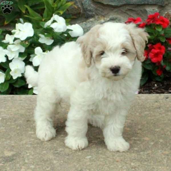 Luca, Maltipoo Puppy