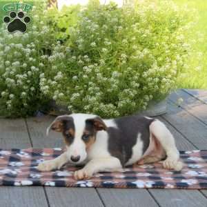 Luca, Border Collie Mix Puppy