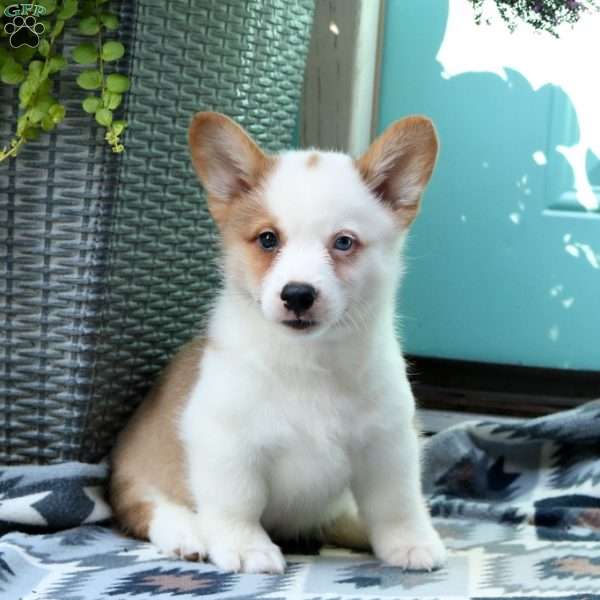 Lucas, Pembroke Welsh Corgi Puppy