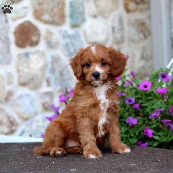 Lucas, Cavapoo Puppy