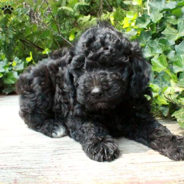 Lucky, Miniature Poodle Mix Puppy