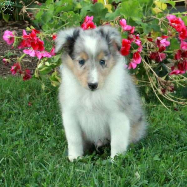 Lucky, Sheltie Puppy