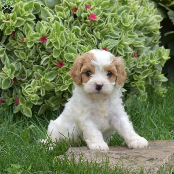 Lucky, Cavapoo Puppy